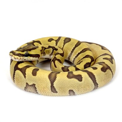 animal image