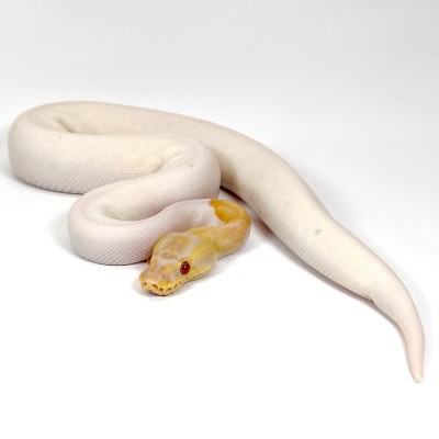 animal image