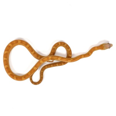 animal image