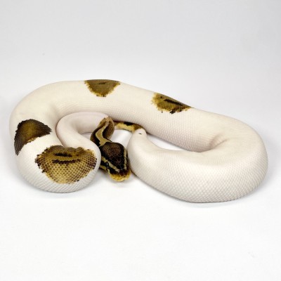animal image