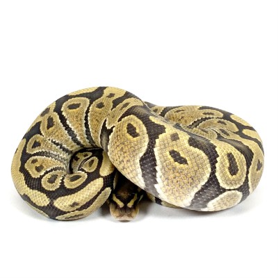 animal image