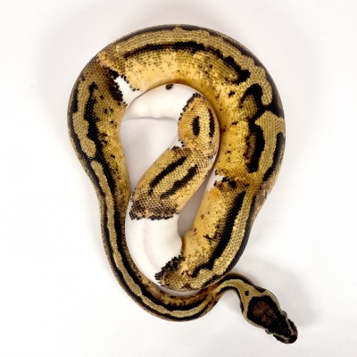 animal image