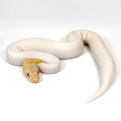 animal image