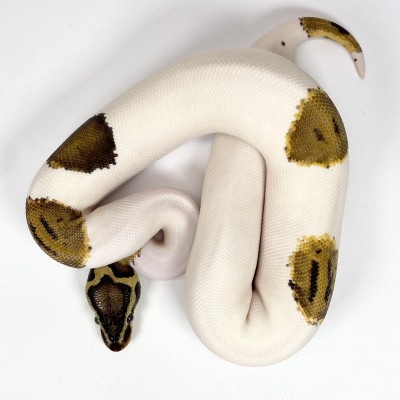 animal image