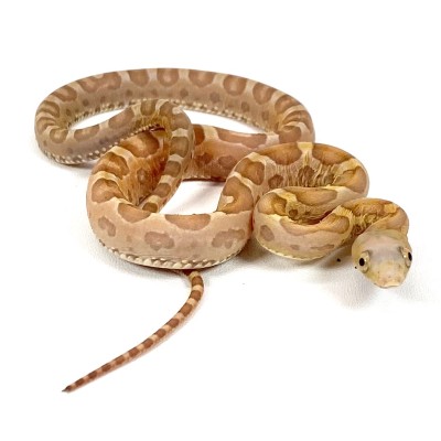 animal image