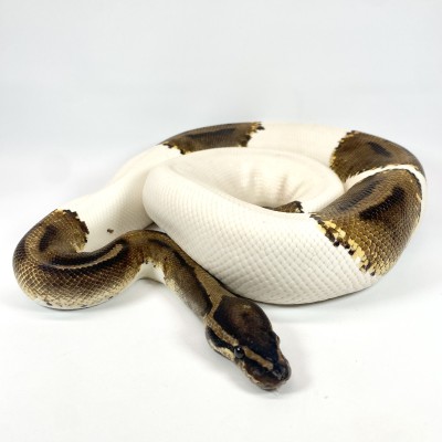 animal image