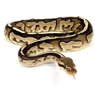 animal image