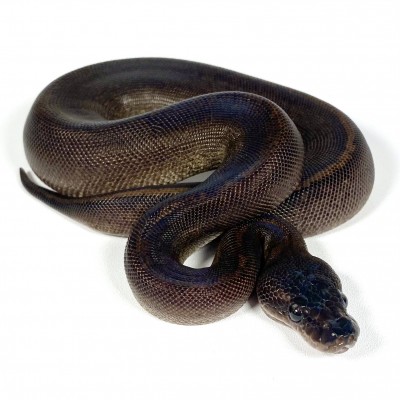 animal image