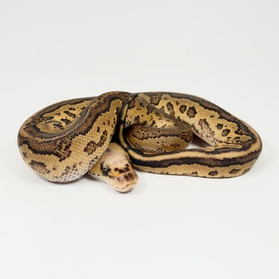 animal image