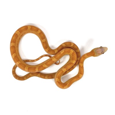 animal image