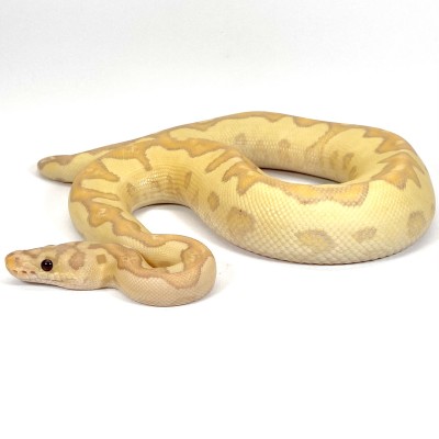animal image
