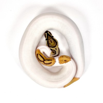 animal image