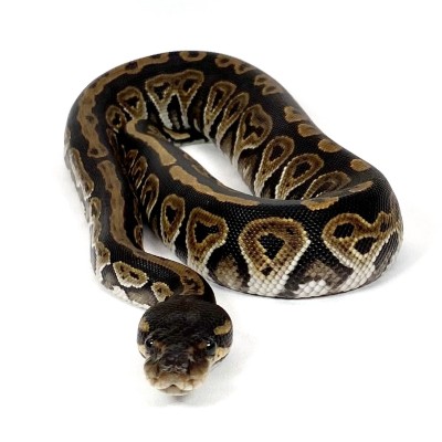 animal image