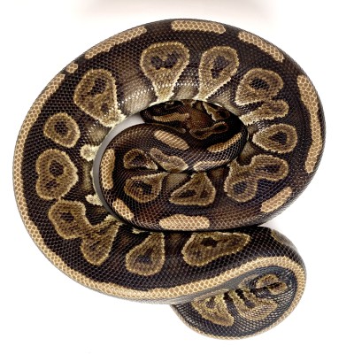 animal image