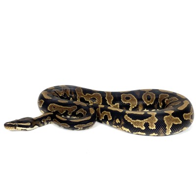 animal image