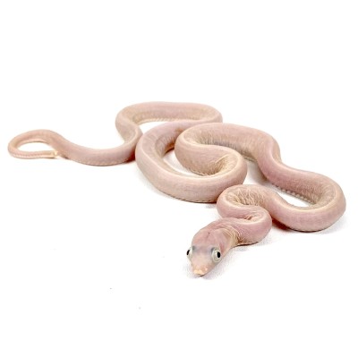 animal image