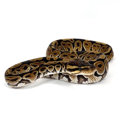 animal image