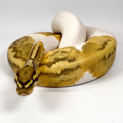 animal image