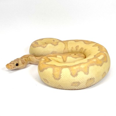 animal image