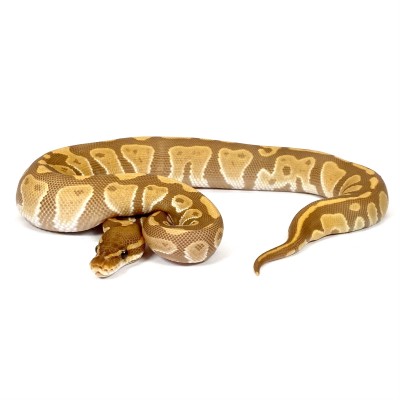 animal image