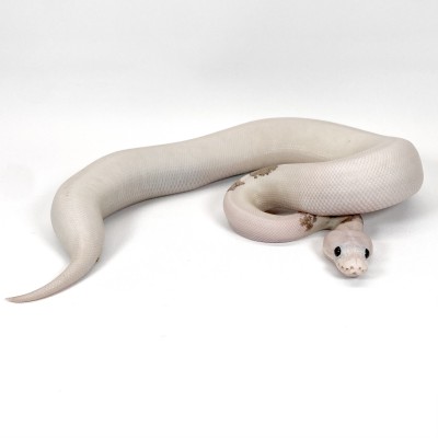 animal image