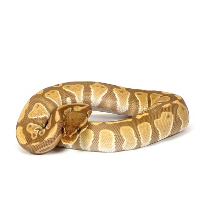 animal image