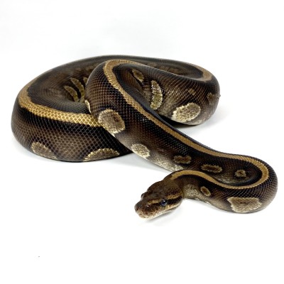 animal image