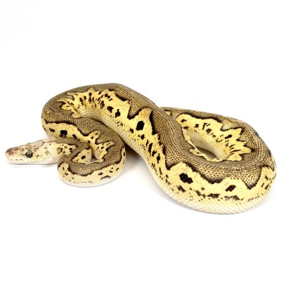 animal image