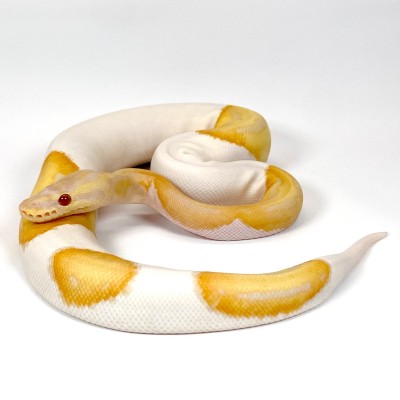 animal image