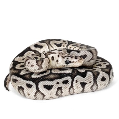 animal image