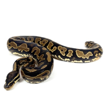animal image