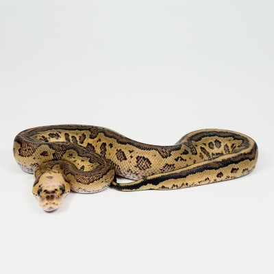 animal image