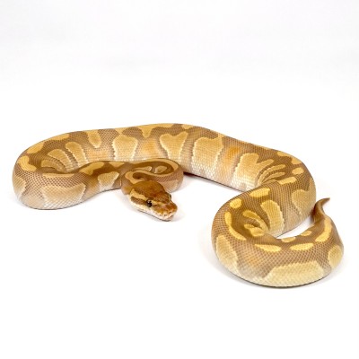 animal image