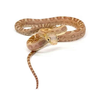 animal image