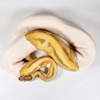 animal image