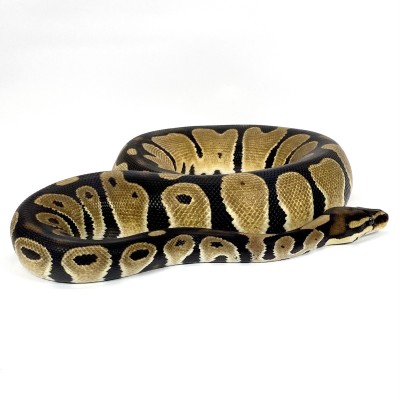 animal image