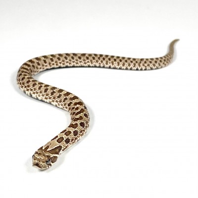 animal image