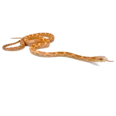 animal image