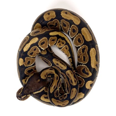 animal image