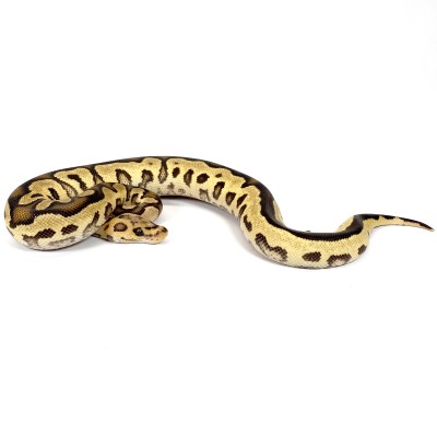 animal image