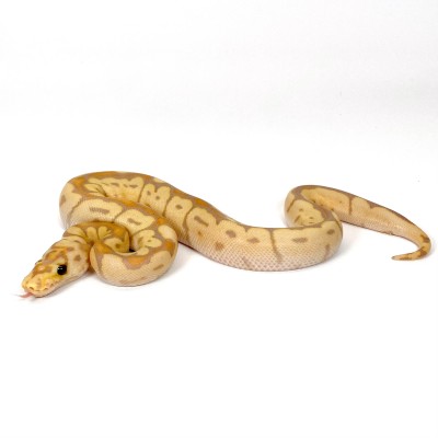 animal image
