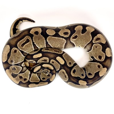 animal image