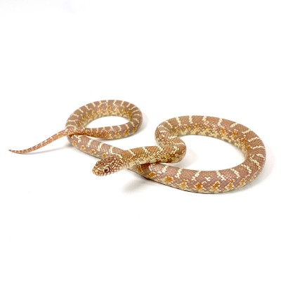 animal image