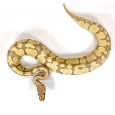 animal image