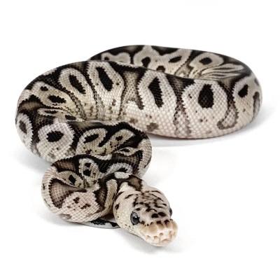 animal image
