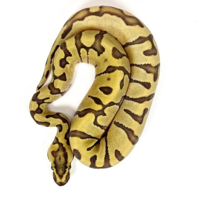 animal image
