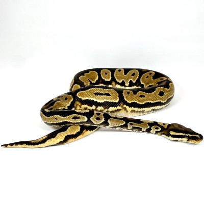 animal image