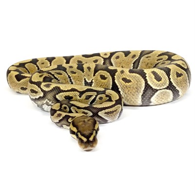 animal image