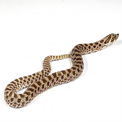 animal image