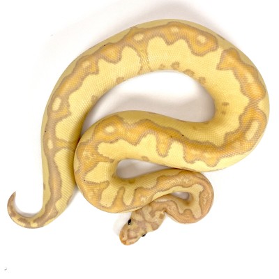 animal image